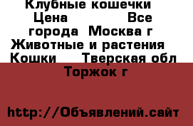 Клубные кошечки › Цена ­ 10 000 - Все города, Москва г. Животные и растения » Кошки   . Тверская обл.,Торжок г.